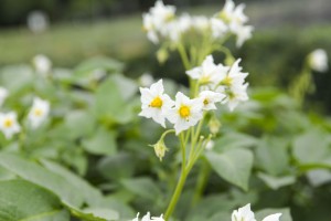 Kennebec Potato Flowers