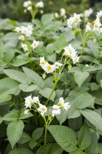 Kennebec Potato Flowers