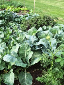 Stonehead Cabbage 