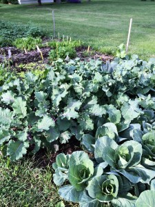 Petit Posey Flower Sprouts