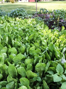 Lettuce Mix