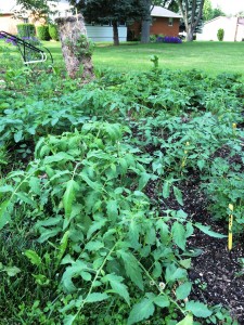 Tomato Plants