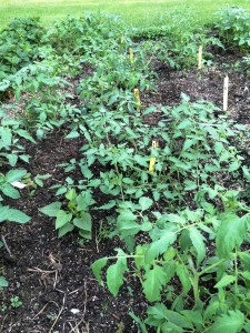 San Marzano Tomatoes