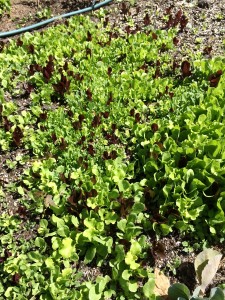 Leaf Lettuce Mix