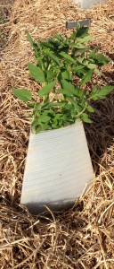 Direct Seeding Tomatoes