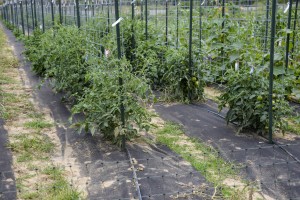 Tomatoes in Cages