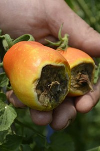 Blossom End Rot Tomatoes