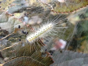 Fall Webworm