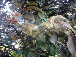 Fall Webworm Web in Tree