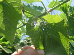 Japanese Beetle Damage on Plants