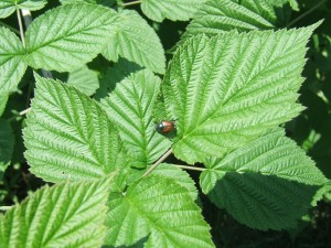 Japanese Beetle on Raspberry