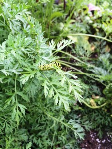 Black Swallow Tail Caterpillar