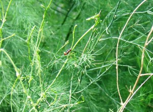 Common Asparagus Beetle