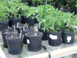 Fertilized and Unfertilized Tomato Plants