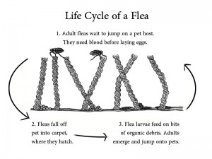 Flea Life Cycle