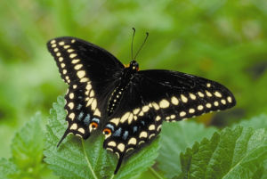 Swallowtail in Garden