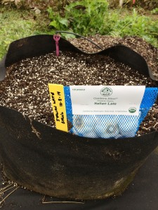 Garlic in Grow Tubs