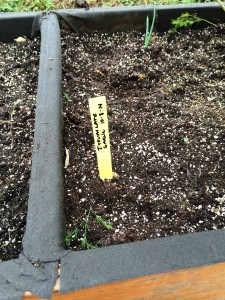 Garlic in a Raised Bed