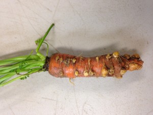 Carrots damaged by Root Knot Nematodes