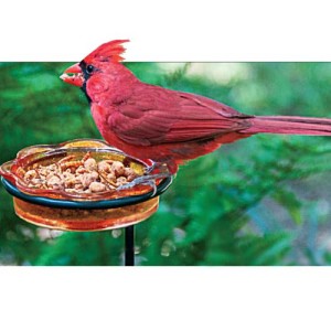 Songbird Magnet Bird Seed