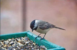 Chickadee