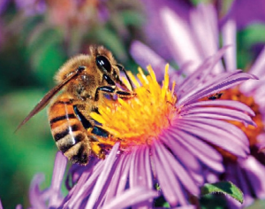 Feeding Bee