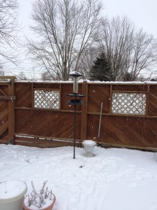 CH Backyard 1-8-15 2