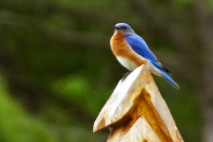 Keep Bluebirds in Yard