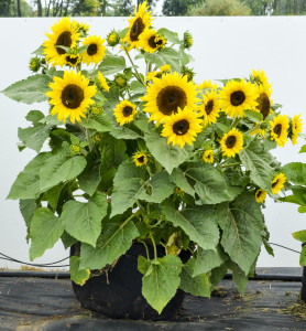 Compact Sunflower
