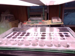 Seedlings in Seed Starter