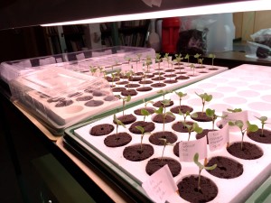 Seedlings under grow light