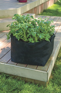 Potatoes in Grow Bag