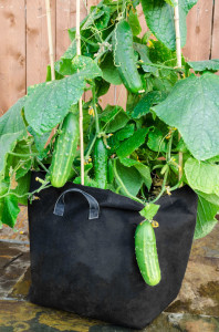 Growbag Cucumber