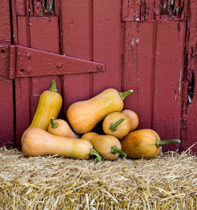 Honeynut Winter Squash