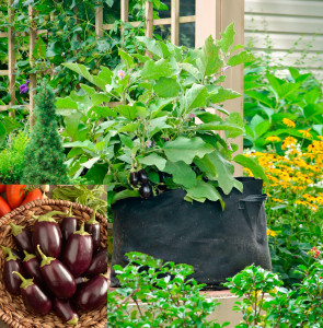 Eggplant in Grow Tub