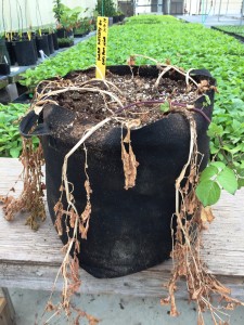 Purple Majesty Potatoes in Grow Tubs