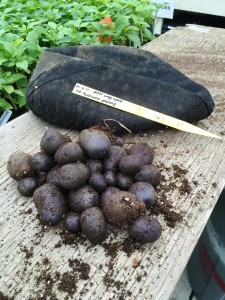 Purple Potato Harvest