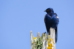 Purple Martin