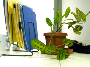 Office Houseplant