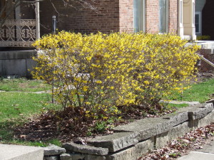 Forsythia in Ohio