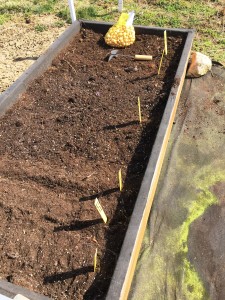 Raised Bed overall after planting