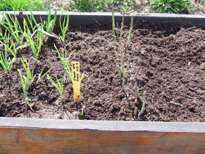 TCCG Raised Bed