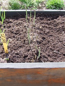 Asparagus in Raised Beds