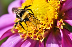 Bees in Garden