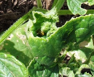 Striped Cucumber Beetle Cuke