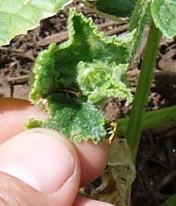 Striped Cucumber Beetle