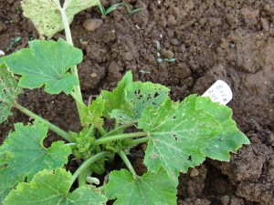 Cucumber Beetle Damage