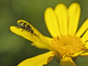 Cucumber Beetle