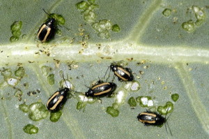 Flea beetles are small, black beetles, often with yellow striping.  Photo copyright James Lindsey at Ecology of Commanster via Wikimedia.