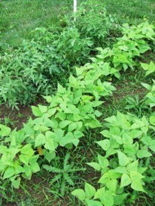 Tipp City's Community Gardens is in full bloom.